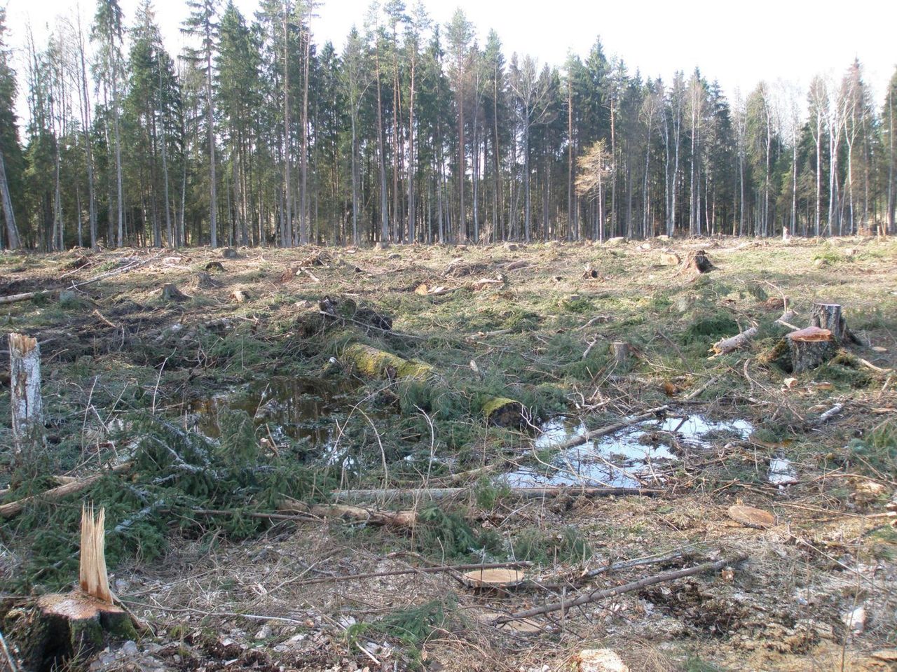 Aicina nepieņemt grozījumus noteikumos par koku ciršanu un rosina iedzīvotājus parakstīt petīciju