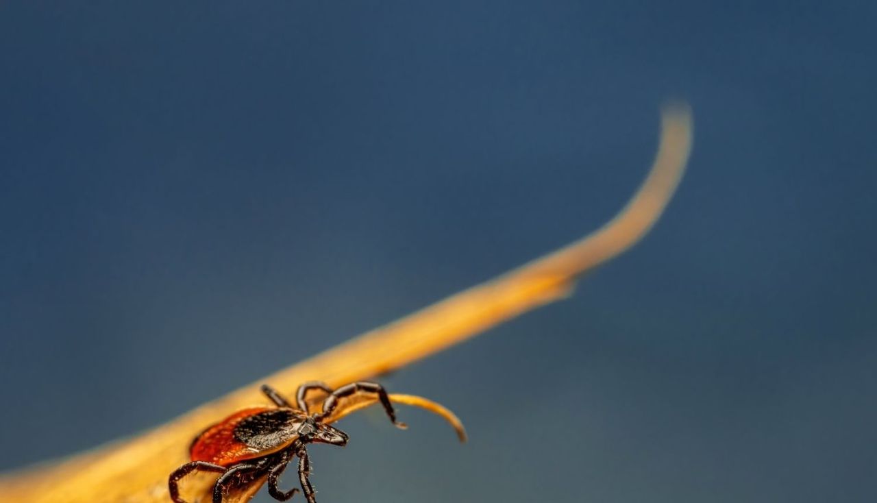 Tukuma novadā – apmaksāta bērnu vakcinācija pret ērču encefalītu