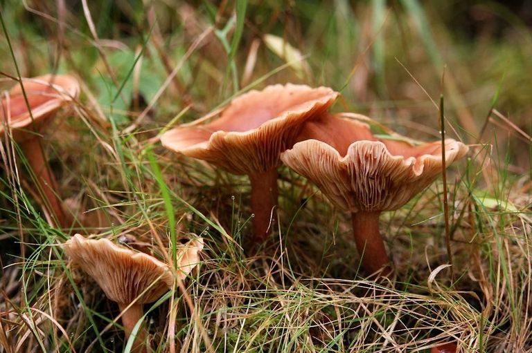 Aicina skolas piedalīties konkursā un atrast visvairāk sēņu