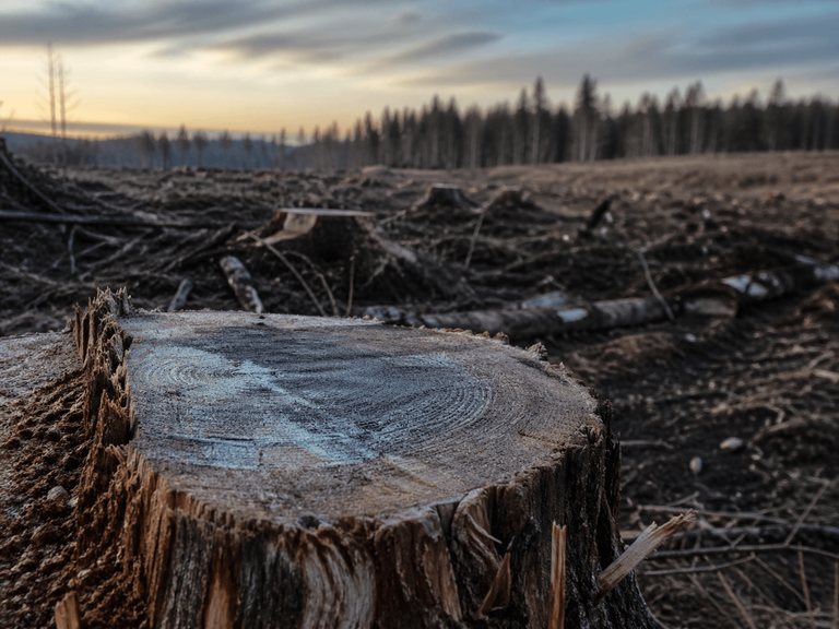 Pirms zāģēt, labi jāapdomā...