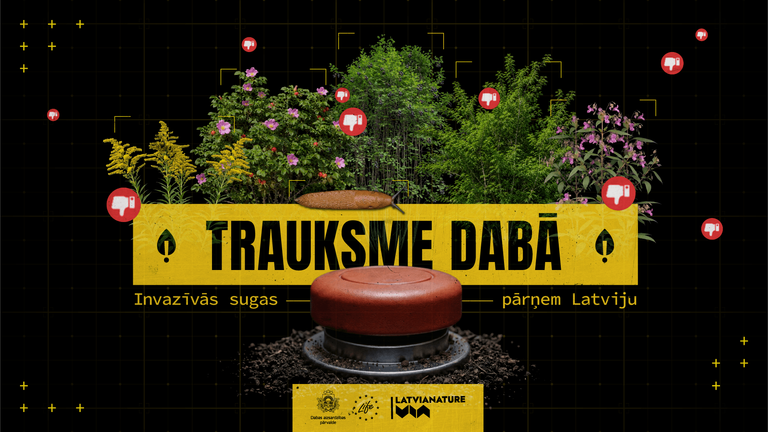 “Trauksme dabā. Invazīvās sugas pārņem Latviju”