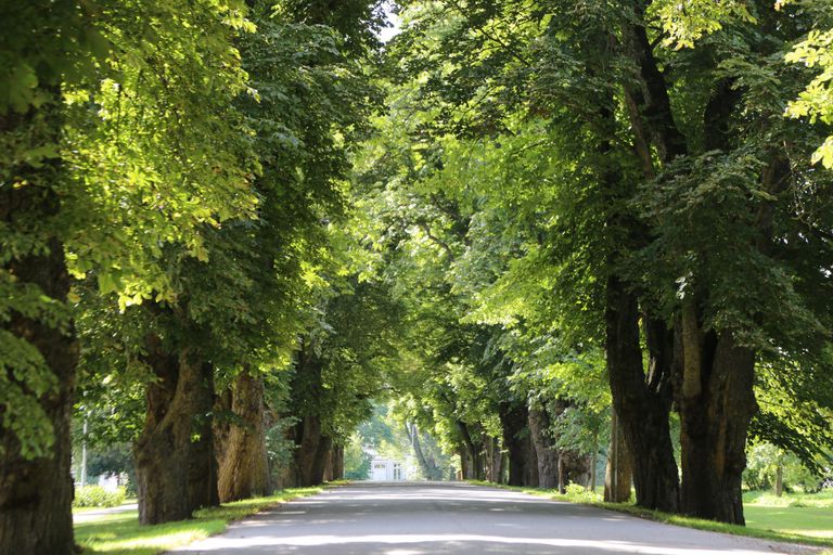 Atsākas akcija Kurzemē – aicina kļūt par aleju detektīviem 