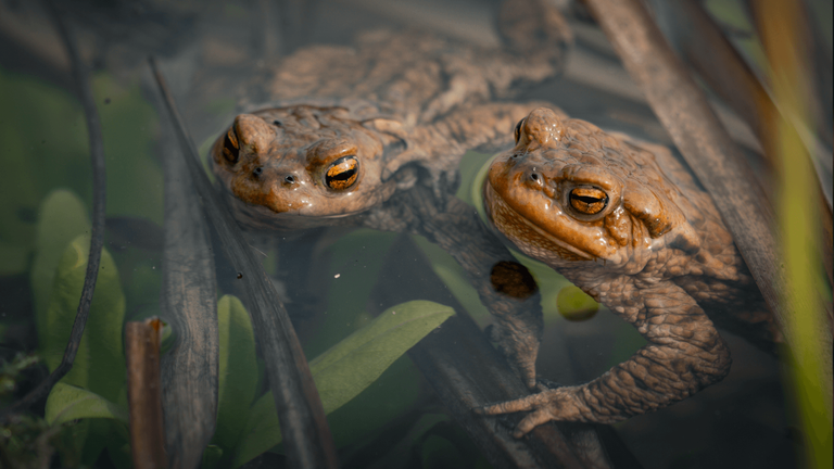 Dabas muzejs par Gada dzīvnieku 2026 izvēlas parasto krupi