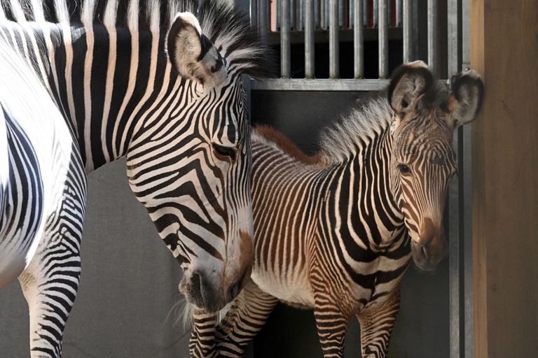 Rīga ZOO pirmo reizi piedzimis Grevi zebru mazulis!