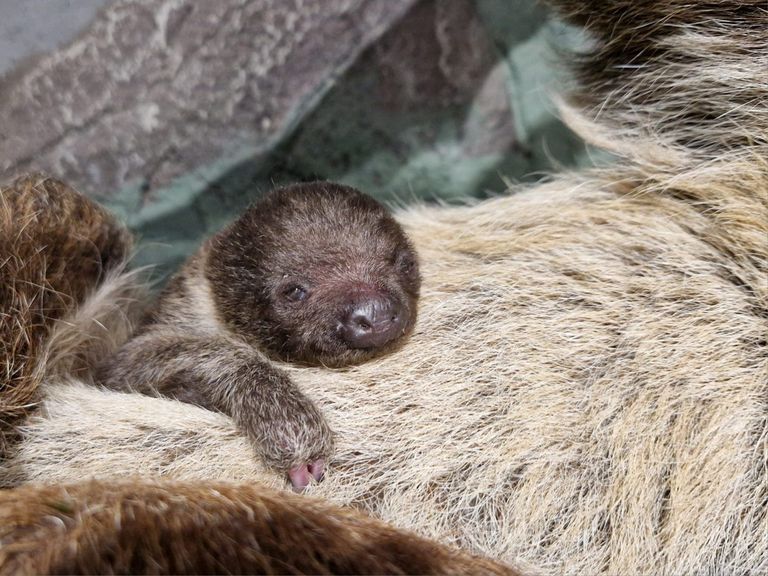 Rīga ZOO – jaunpienācējs! /foto,video/