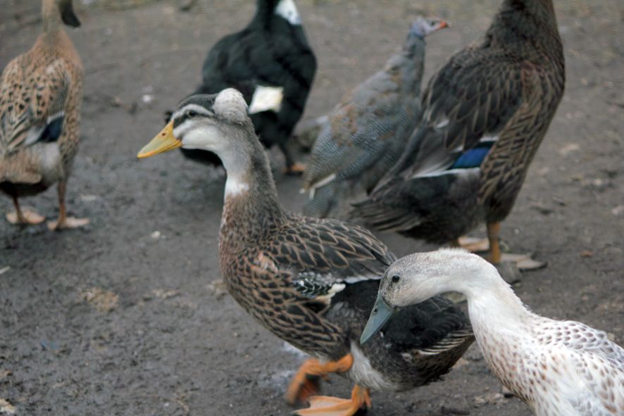 Līdz 31. maijam mājputni jātur slēgtās telpās