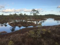 Zaļajā purvā uzsākta koku izciršana ūdens līmeņa atjaunošanai