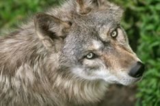 Jaunpļavās pazūd aitas