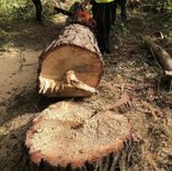 Priedes nociršana Veļķos notikusi saskaņota projekta ietvaros