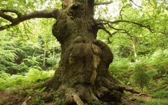 Īpašniekus aicina pieteikt lielus kokus sakopšanai programmā «No koka uz koku»