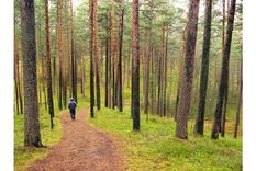 Izglābti divi Tukuma novada mežā apmaldījušies cilvēki