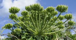 Cīņa ar latvāņiem – ar mainīgiem panākumiem