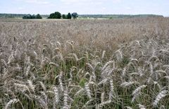 Pasaules Dabas fonds izsludina konkursu lauksaimniekiem