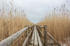 Slēgtas vairākas dabas takas, to skaitā Kaņiera ezera Niedrāju laipa