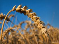  Kam un par ko maksājam asins naudu