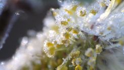 Praktiski padomi gatavojoties salnām