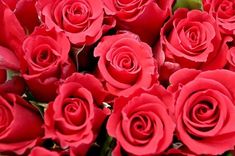 Koncerts un pateicības pēcpusdiena Tukumā