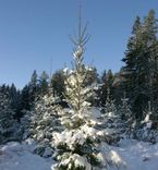 Pēc savas Ziemassvētku eglītes