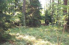 Meža olimpiāde pamatskolēniem