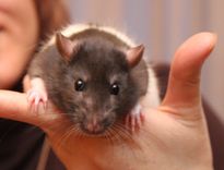 Sākas Zemes Žurkas gads!