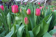 Dārza darbi februārī