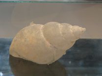 Nebijusi somu stikla izstāde Rīgā