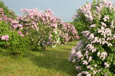 Ceriņi smaržo un zied