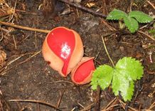 Košā agrene Cērkstē