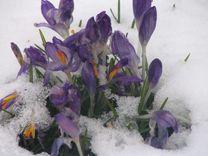 Šodien – pavasara Māras diena