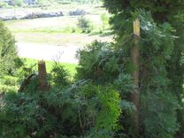 Nezināmi ļaundari apzāģējuši dzīvības kokus Kalna kapos 