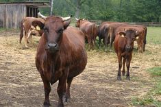Arī Tukuma rajona zemnieki šodien piedalīsies protesta akcijā