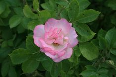 Zied vietējās selekcijas rožu kolekcija