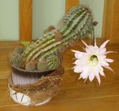 Ap Jāņiem – arī kaktusi zied