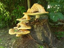 Nevis sēne, bet ēdama piepe