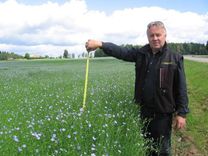 Nauda ir linu šķiedrā - vai pratīsim to paņemt?