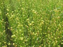 Lini – tā ir smalka kultūra