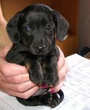 Kad kucēntiņš kļuvis lieks...