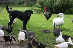 Gulbis «Mazveģu» sētā