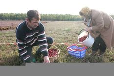 Dzērves neēd savas ogas – dzērvenes