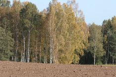 Oktobrī var veikt teju visus dārza darbus