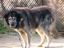 Vainīgs nav dzīvnieks, bet tā saimnieks