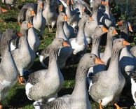 10. novembris – Mārtiņi