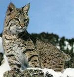 Pirmajās dienās – 21 lūsis 