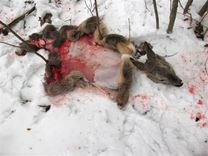 Irlavas pagastā notverti stirnu slepkavas