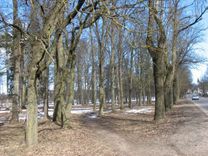 Vai pilsētas parka liktenis tukumniekiem nesvarīgs?