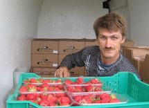 Šogad Pūrē laba zemeņu raža