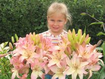 Dižlilijai - 80 ziedi