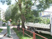 Negaisa sekas – nolūzuši koki un bojātas elektrolīnijas