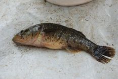 Ko darīt ar rotanu?