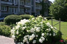 Vai turpinās terors pret pienotavas māju iedzīvotājiem?II